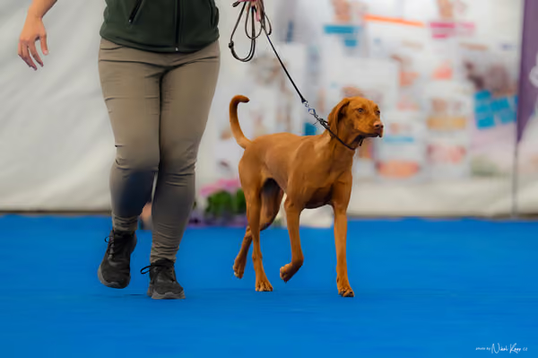 For Pets Cup – DOROST