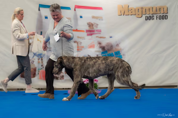 For Pets Cup — DSC02587