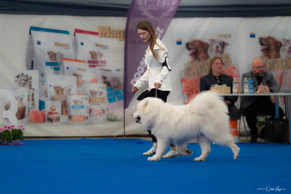 For Pets Cup — DSC02591
