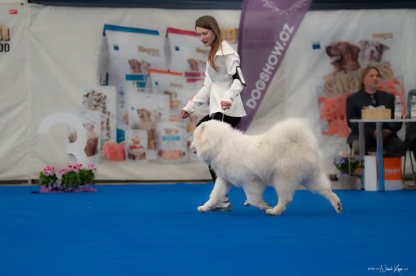 For Pets Cup — DSC02594