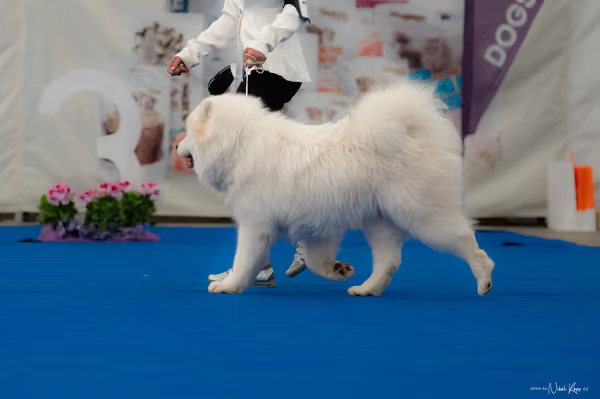 For Pets Cup — DSC02598