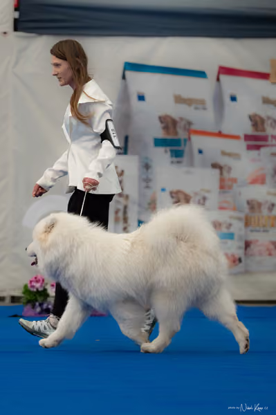 For Pets Cup — DSC02601