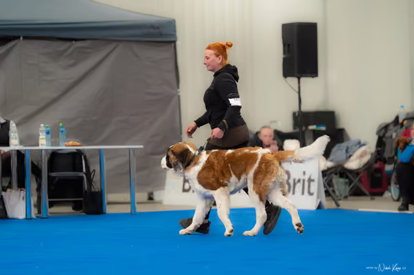 For Pets Cup — DSC02628