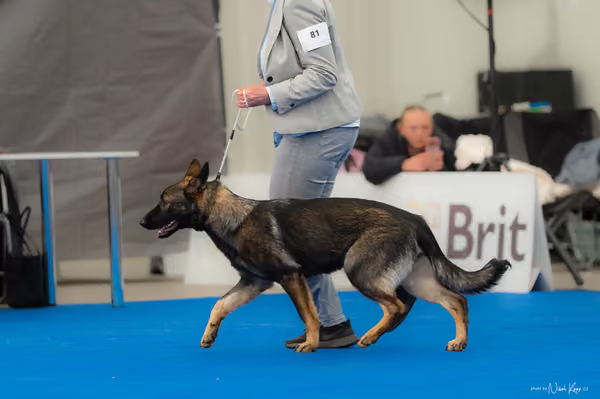 For Pets Cup — DSC02636