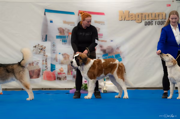 For Pets Cup — DSC02644