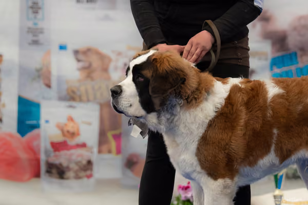 For Pets Cup — DSC02646