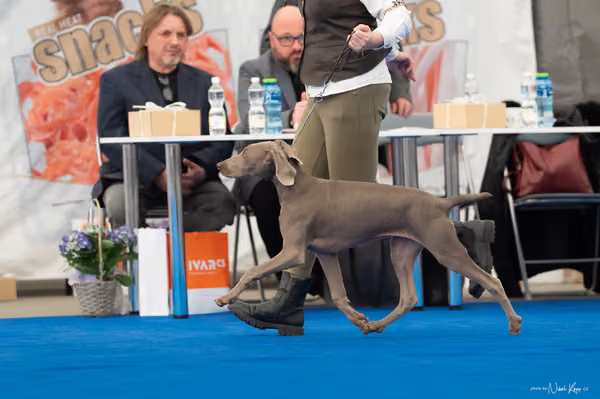 For Pets Cup — DSC02421