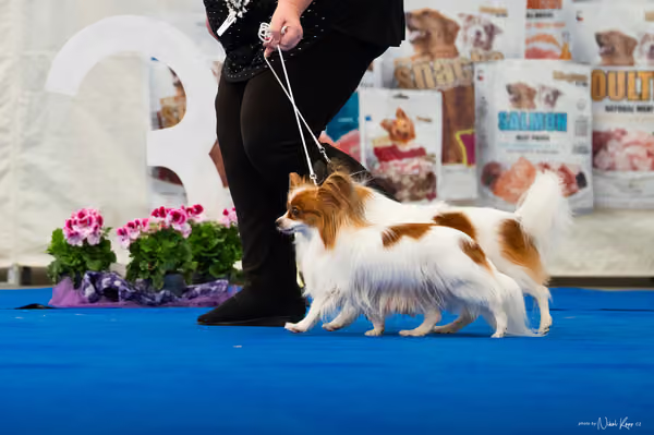 For Pets Cup — DSC02224