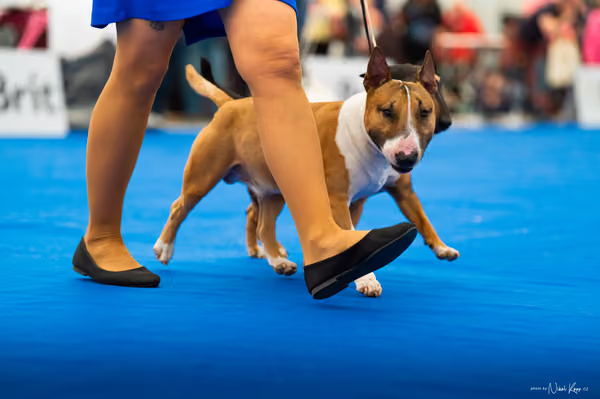 For Pets Cup — DSC02225