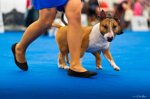 For Pets Cup — DSC02227