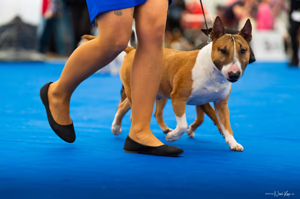 For Pets Cup — DSC02228