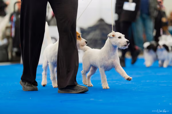 For Pets Cup – PÁRY