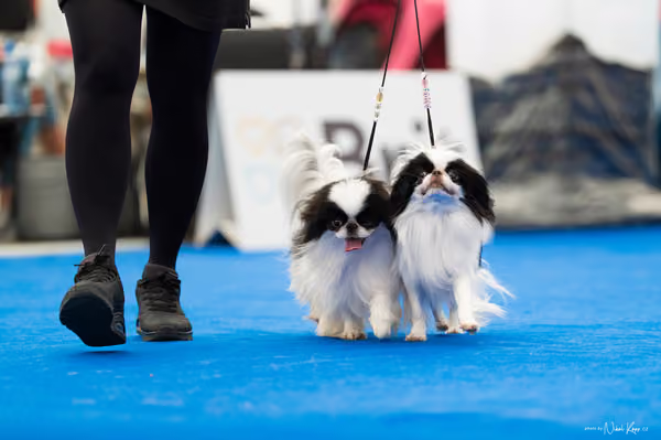 For Pets Cup – PÁRY