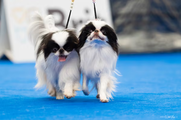 For Pets Cup – PÁRY