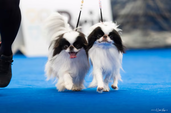For Pets Cup – PÁRY