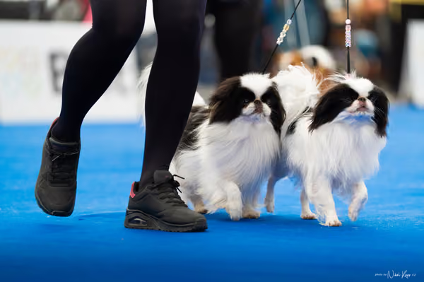 For Pets Cup – PÁRY