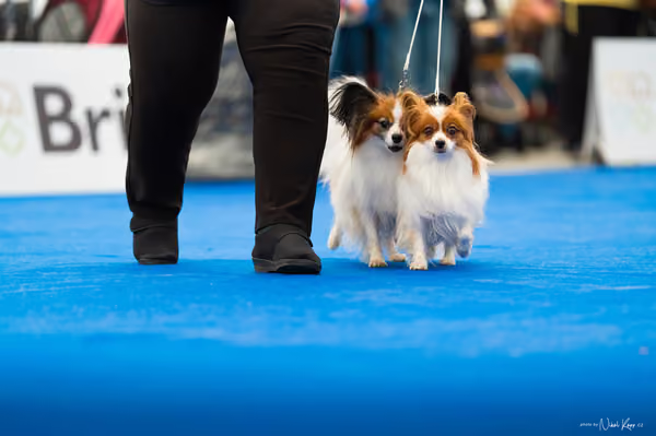 For Pets Cup – PÁRY