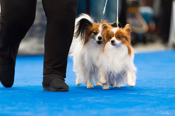 For Pets Cup – PÁRY