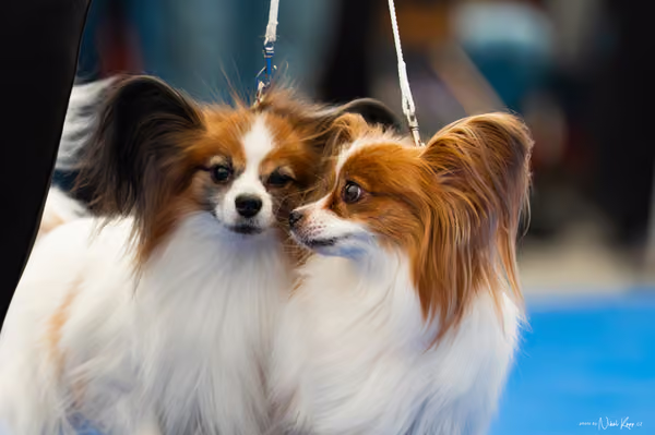 For Pets Cup – PÁRY