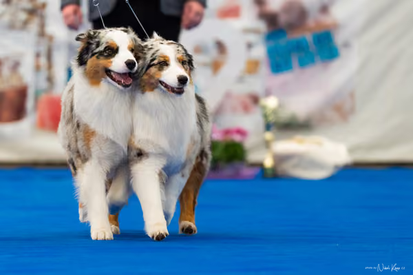 For Pets Cup – PÁRY