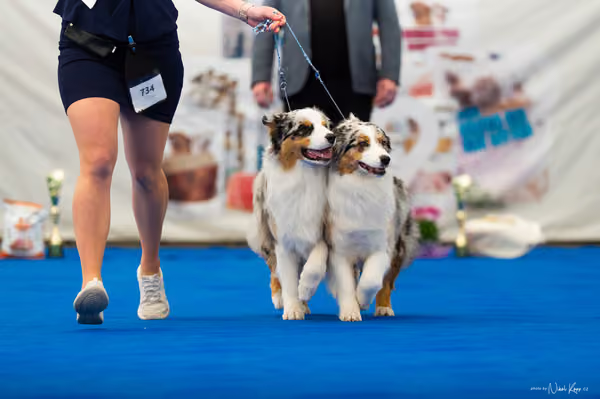 For Pets Cup – PÁRY