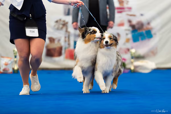 For Pets Cup – PÁRY