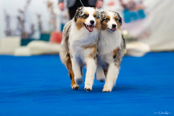 For Pets Cup – PÁRY