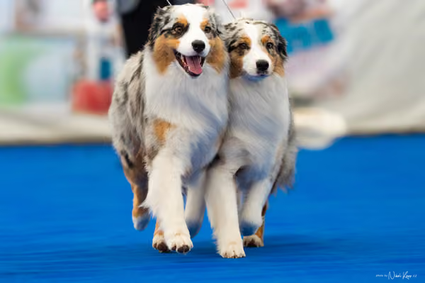 For Pets Cup – PÁRY