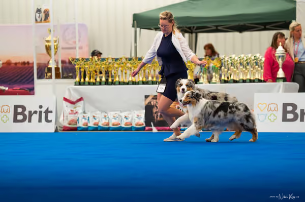 For Pets Cup – PÁRY