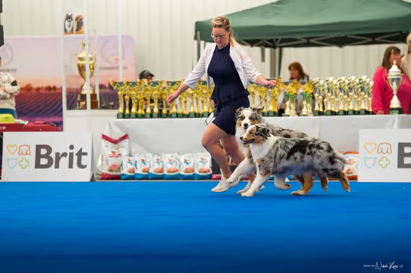 For Pets Cup – PÁRY