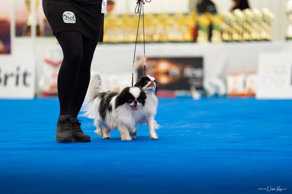 For Pets Cup – PÁRY