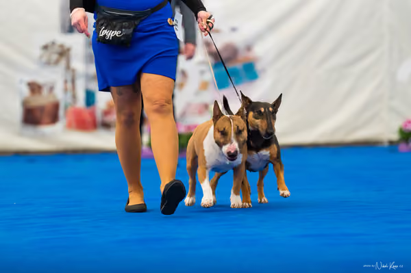 For Pets Cup – PÁRY