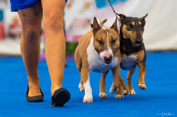 For Pets Cup – PÁRY
