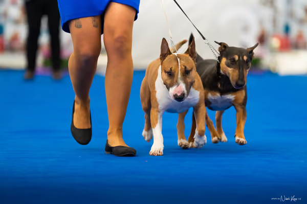 For Pets Cup – PÁRY
