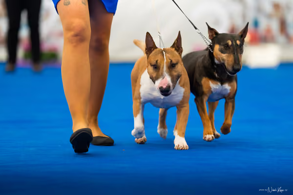 For Pets Cup – PÁRY