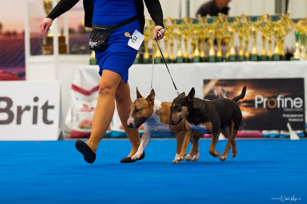 For Pets Cup – PÁRY