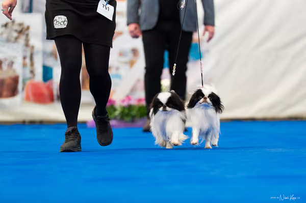 For Pets Cup – PÁRY