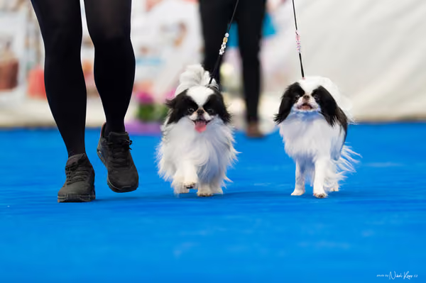 For Pets Cup – PÁRY