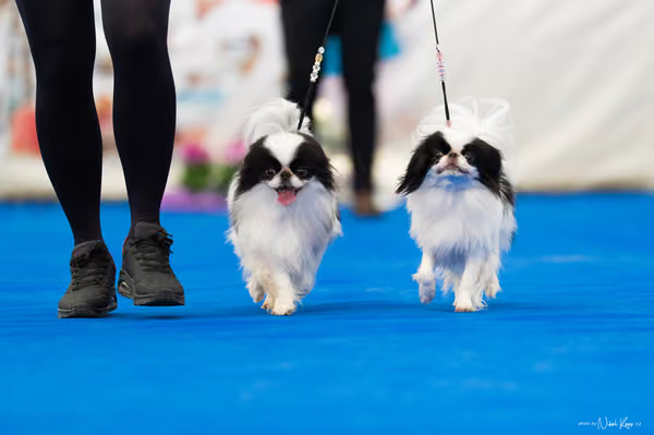 For Pets Cup – PÁRY