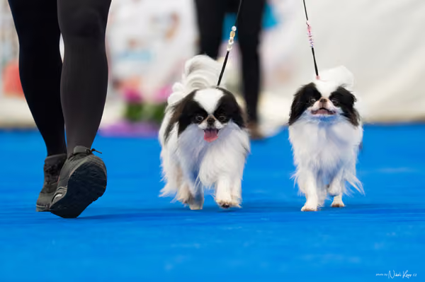 For Pets Cup – PÁRY