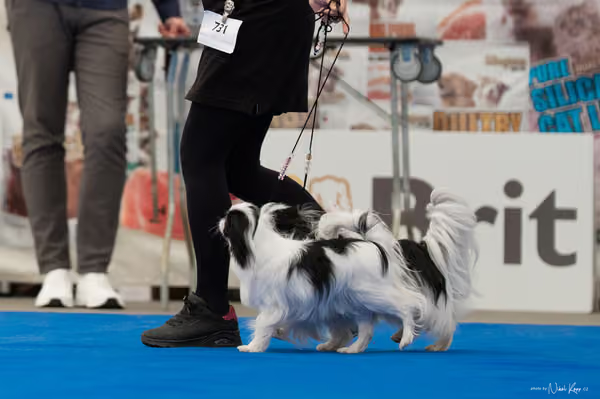 For Pets Cup – PÁRY