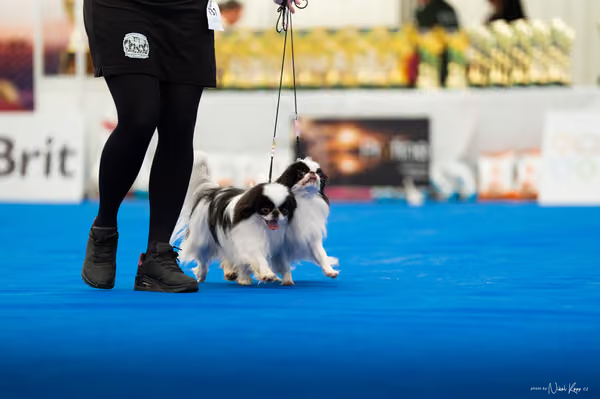 For Pets Cup – PÁRY