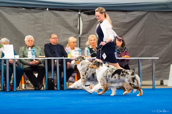 For Pets Cup — DSC02179
