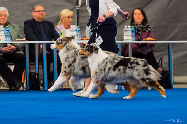 For Pets Cup — DSC02180