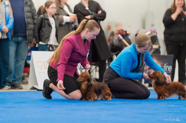For Pets Cup – Čestná