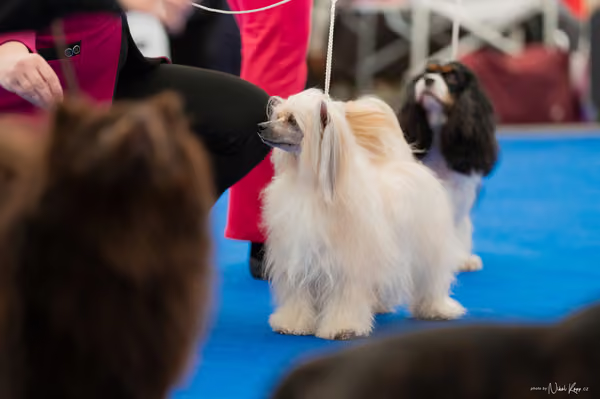 For Pets Cup – Čestná