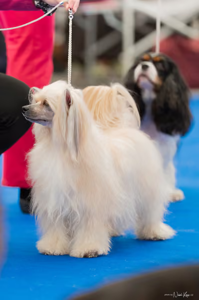 For Pets Cup – Čestná
