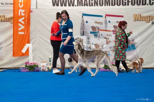 For Pets Cup – Čestná