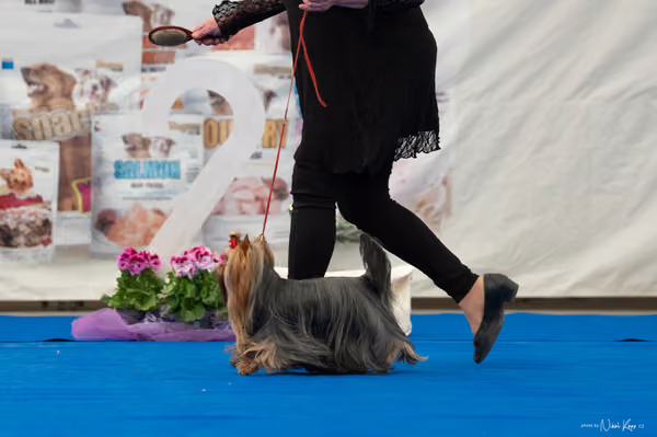 For Pets Cup – Čestná