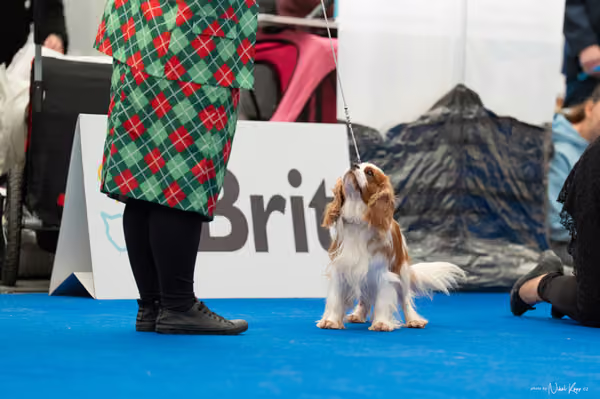 For Pets Cup – Čestná